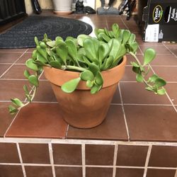 Trailing Jade Succulent Plant 