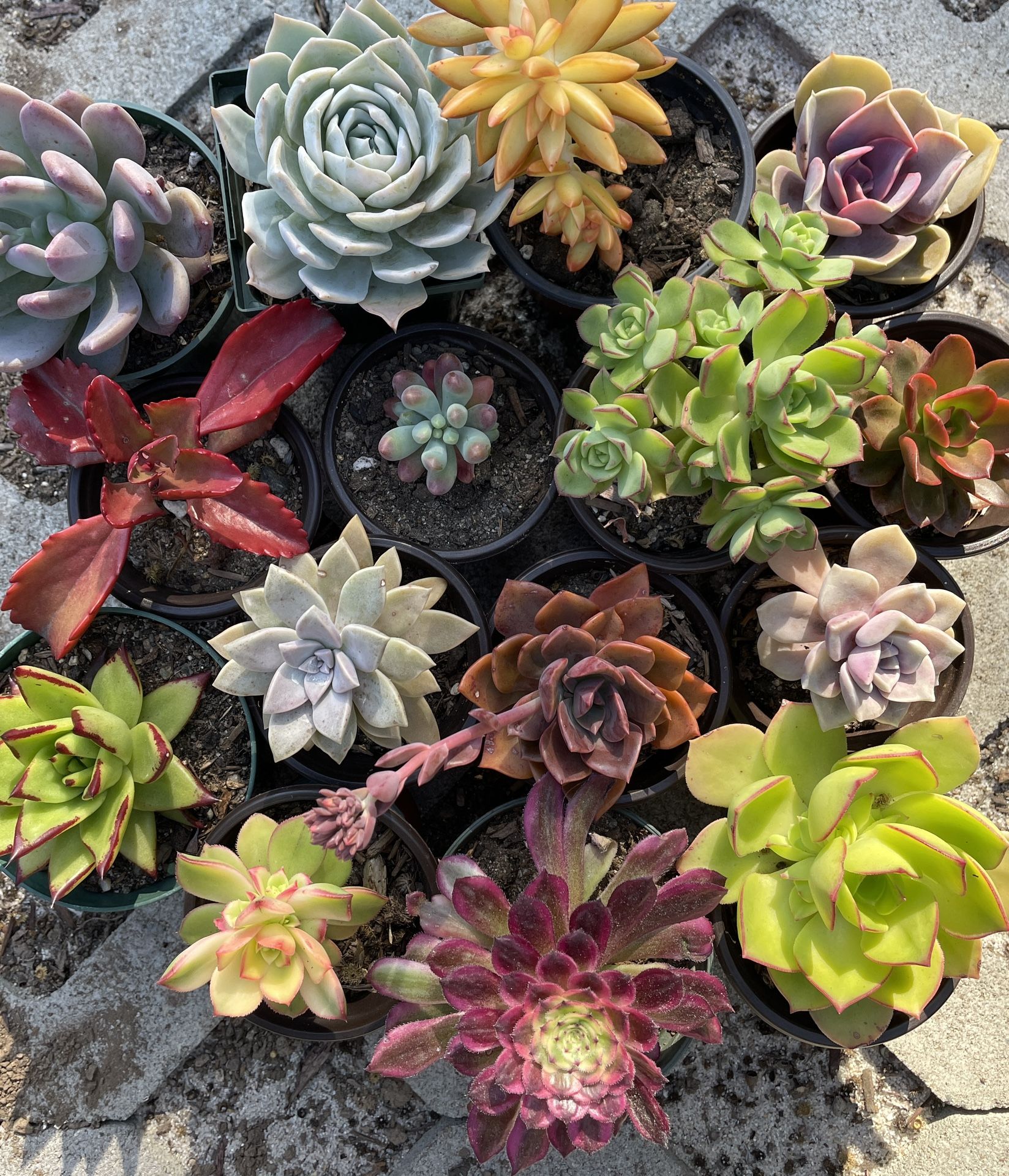 Many Succulents Available 