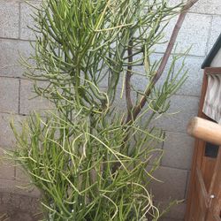 Cactus Pencil Tree Cuttings