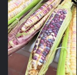 Elotes Disponible $15 La Docena