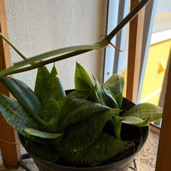 Snake Plant