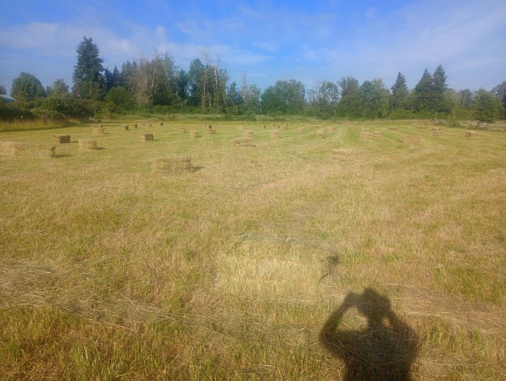 Grass Hay For Sale