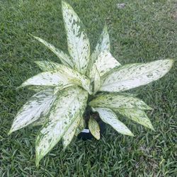 DIEFFENBACHIA  (3 gallon pot) Stunning Pattern , Attractive 
