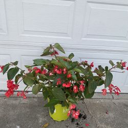 Begonia Red Dragon Plant, In 3 Gallóns Pot Pick Up Only