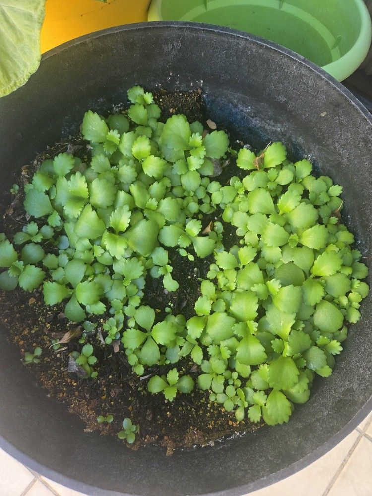 Starter Plants