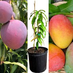 fruitpunch Mango Grafted 🥭  Trees 🌳 3gal 