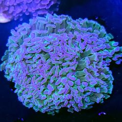 Pink Tip Bicolor Hammer