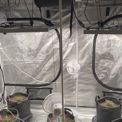 2 Grow Tents, Leds, Ac Infinity Exhaust Fans