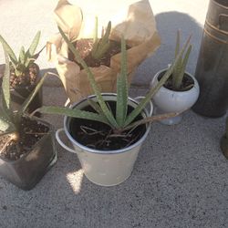 Aloe vera Plants 