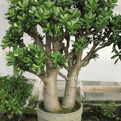 Jade Tree Plant Succulents Cuttings 