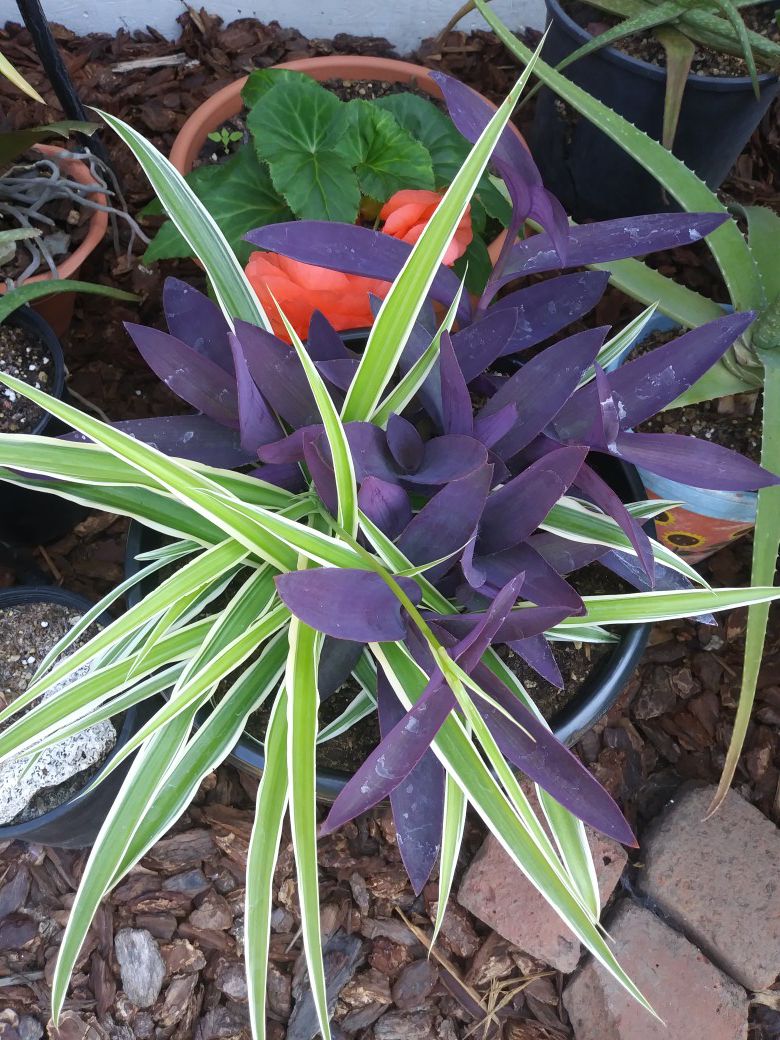 Purpleheart & spider plant.