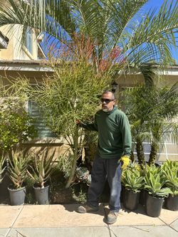 Fire Stick Tree Plant 8ft Tall 