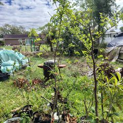 Pearl peach tree in pot