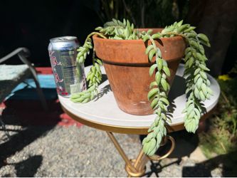 Donkeys tail