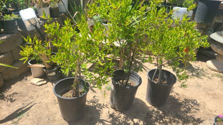 Pomegran Tress