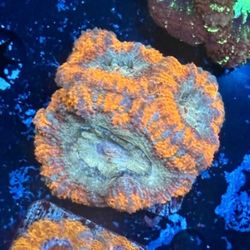 Asian Acan Display Decor