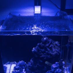 Nano Reef Full Setup 20 All-in-one Desktop 