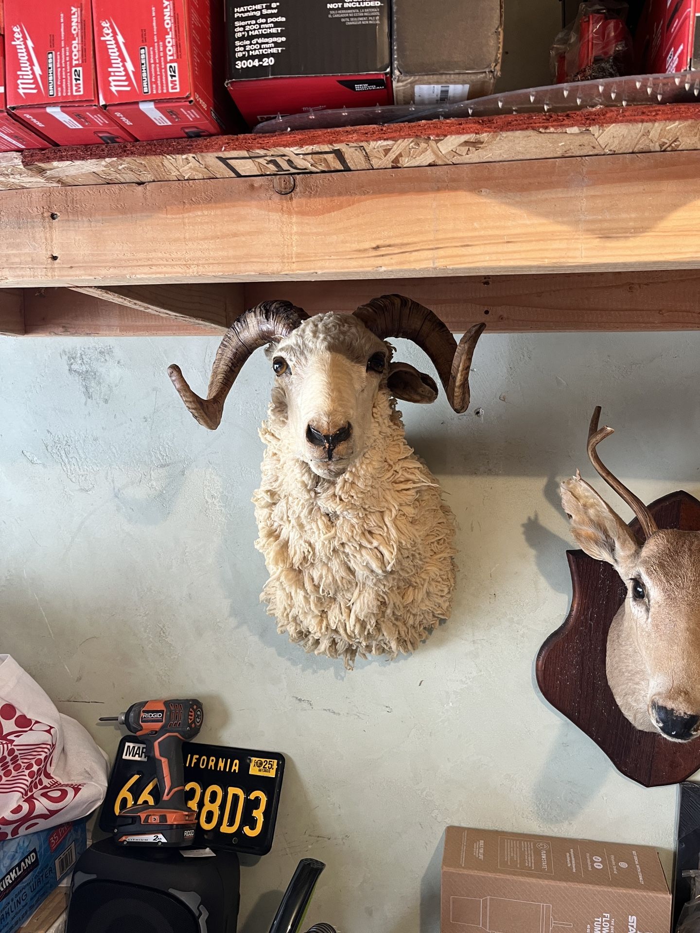 Mounted Sheep Head (Taxidermy)