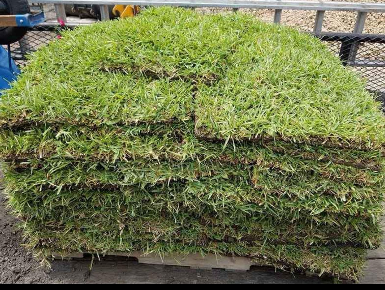 St Agustin Grass Sod.  By Pieces Only. Solo Piezas No Pallets
