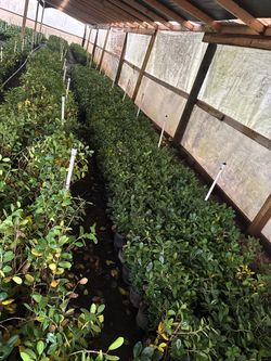 Cheap plants