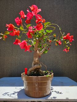 Old Bougainvillea RED   Bonsai Tree
