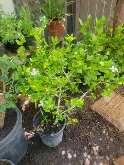 White hibiscus 🌺 plants