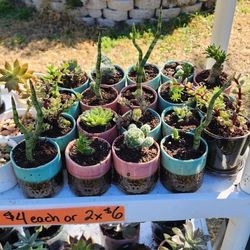 Real Succulents 