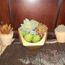 3 Pc.rubber Cactus Plant Set