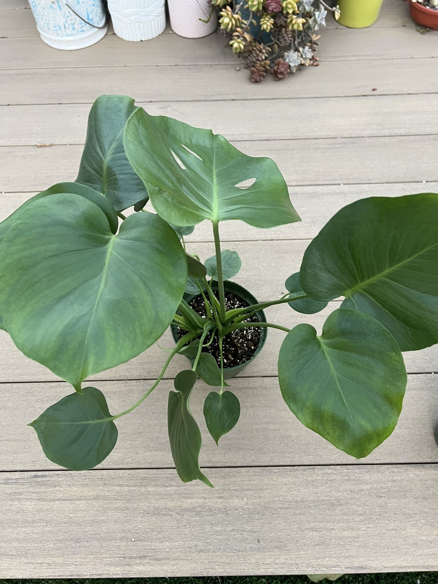 Monstera Deliciosa.  Live plant comes in 6” nursery pot. ✅ profile for more 🪴