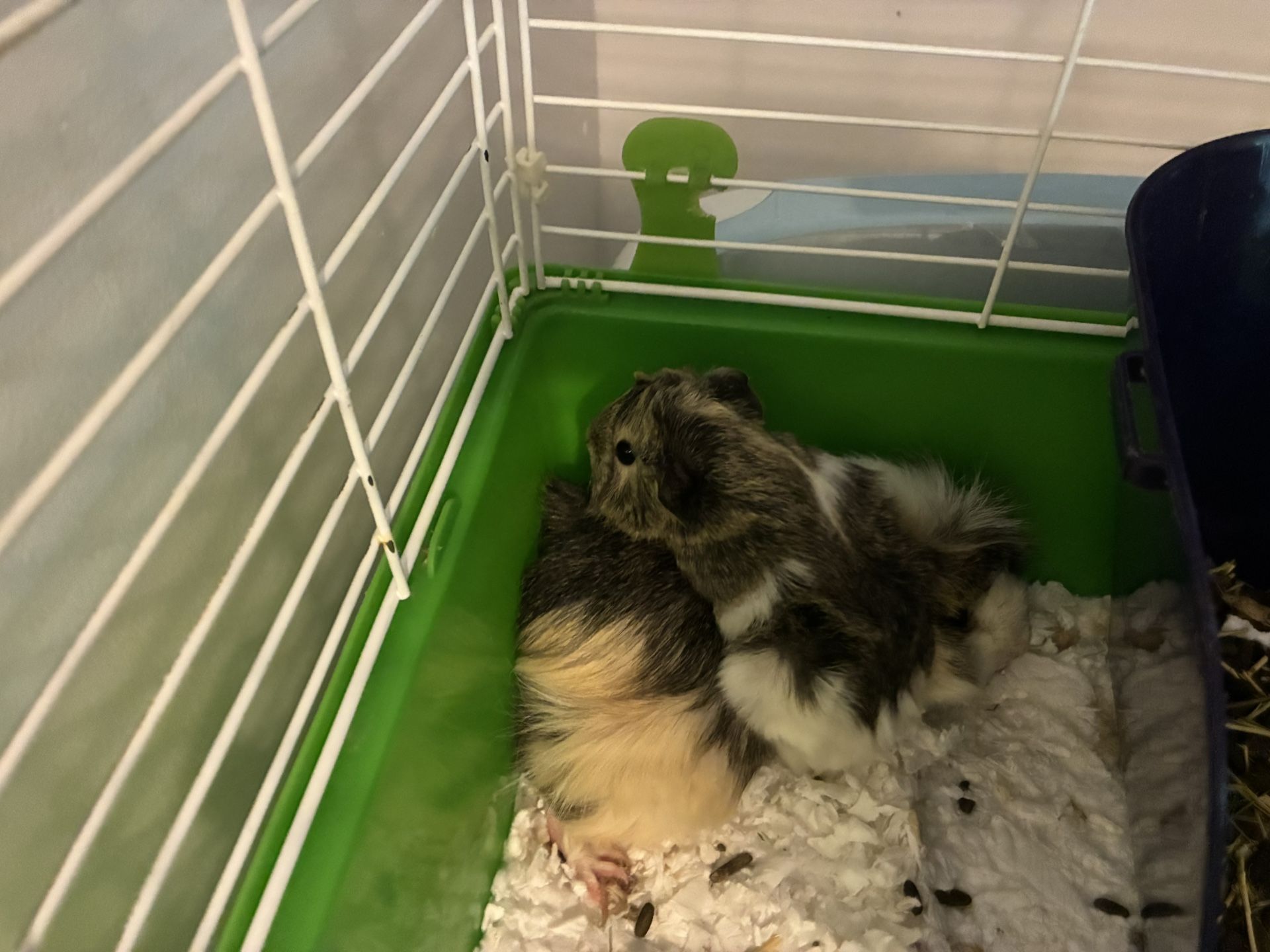 Guinea Pig Cage