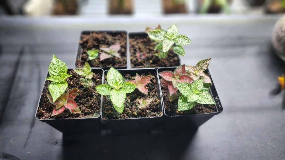 Plant - Polka Dot Plant