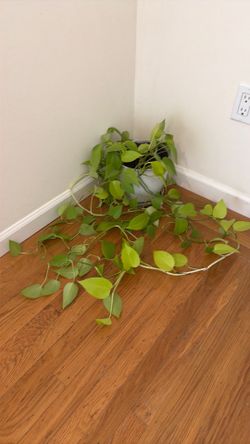 Neon pathos plant