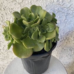 1 Gallon Pot - Succulent Plant - Aeonium Lindleyi -  Tree of Love - Rooted & Established - Drought Resistant - 🪴