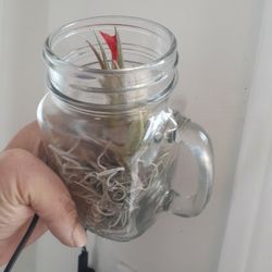 Thilandsia Air Plant Terrarium Jug