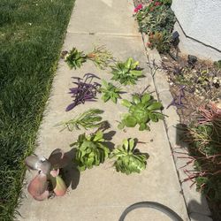 Lot Of Succulents, Mint, Fruit 