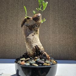 Old European Olive Bonsai Tree 