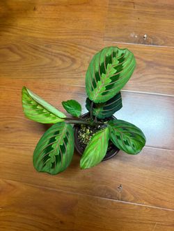 Red maranta