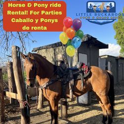 Pony O Caballo Para Fiestas