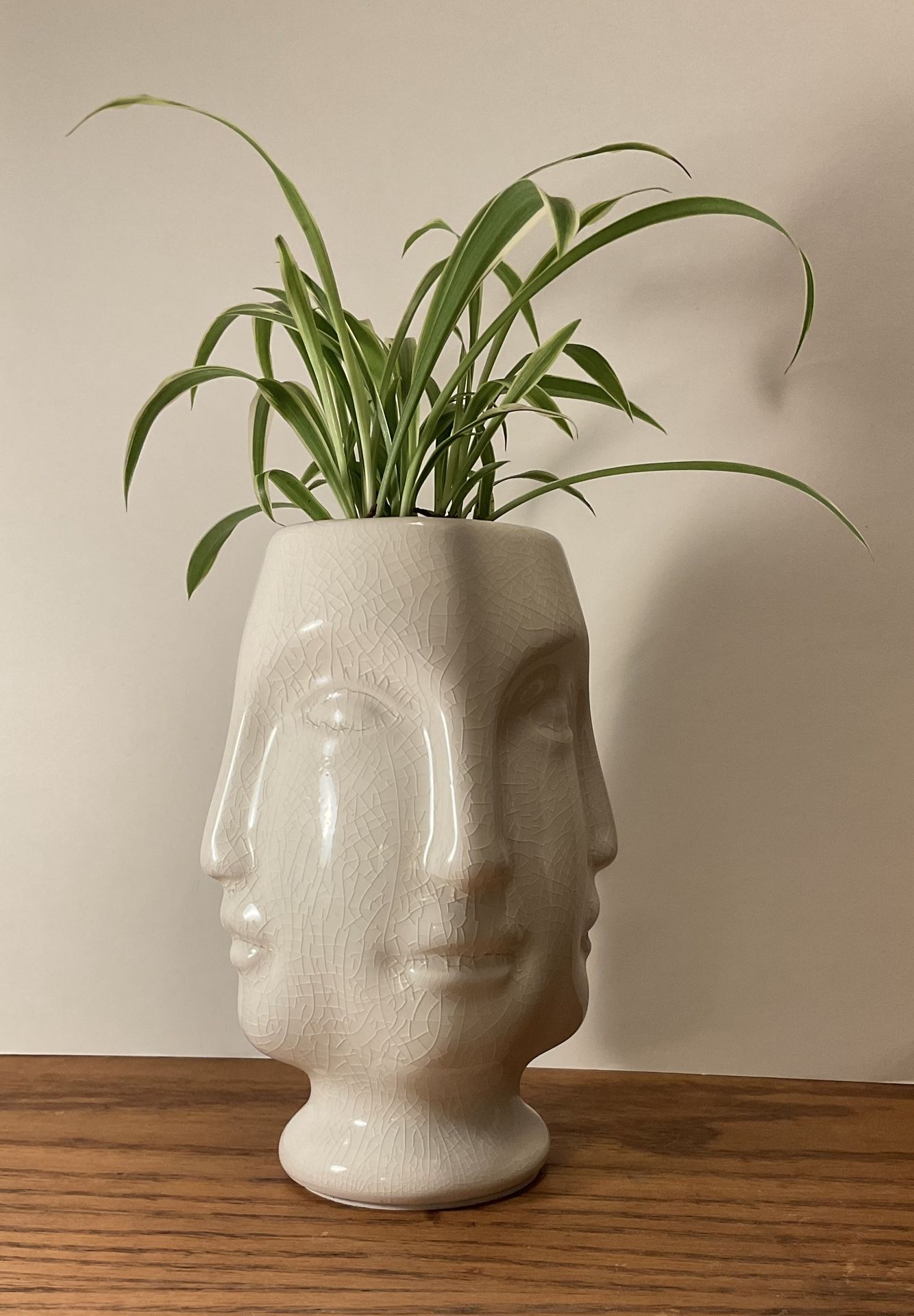 Spider Plant And Multi Face Porcelain Pot