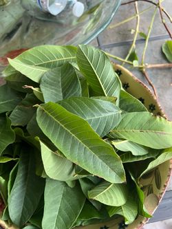 Gratis organica hojas guayaba espinaca Malabar flor de calabaza
