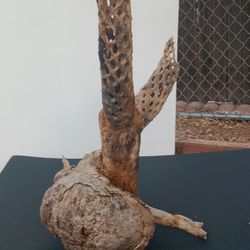 Cholla Cactus Skelton With Burl