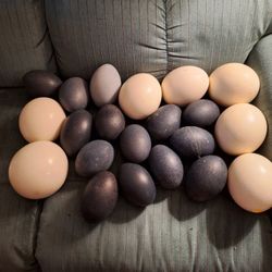 21 Ostrich  And Emu Empty Shells