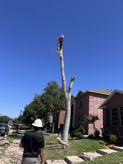 🌿🌿Tre3🌿Trimm🌿Prun🌿Remov🌿Cutt🌿🌿