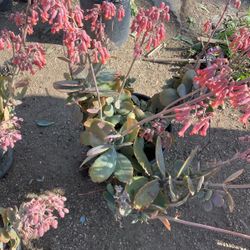 Plants