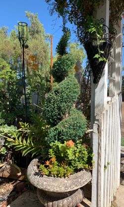 Spiral juniper Plant w/ Planter