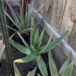 Savila ( Aloe Vera) Plant