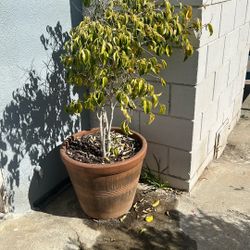 Weeping Fig Tree