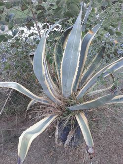 Agave americana