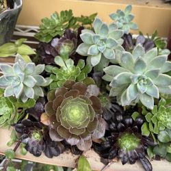 Beautiful Plants 🪴 