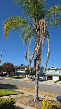 Free Queen Palm Tree (Syagrus romanzoffiana)